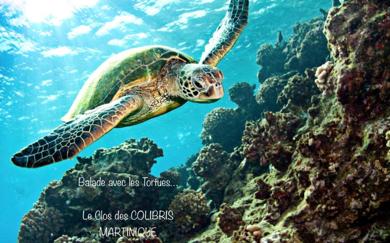Lodge Pamplemousse Avec Piscine Privative , Dans Parc Calme A 500 M Plage Le Carbet Kültér fotó